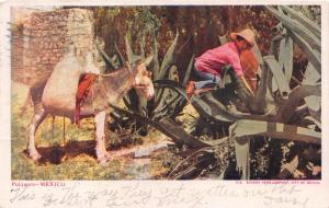 MEXICO PULQUERO~ALCOHOLIC DRINK FROM SAP OF SOME AGAVE PLANTS POSTCARD 1906 PSMK