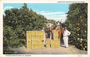 Lower Rio Grande Valley Picking Grape Fruit - Lower Rio Grande Valley, Texas ...