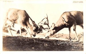 Montana Deer in Bozeman, Montana