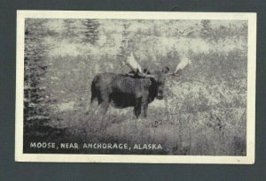 Ca 1939 Post Card Anchorage AK Bull Moose