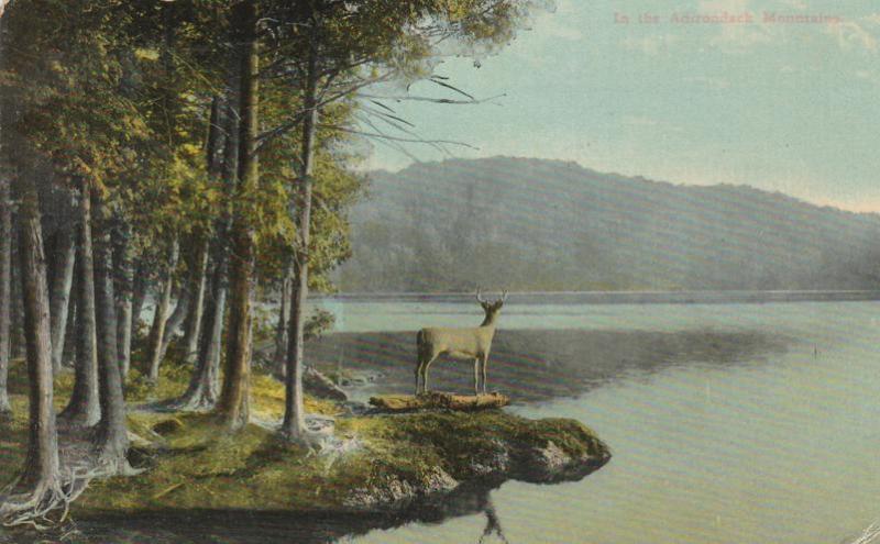 Deer - Buck - Adirondacks, New York - NY Central Card - pm 1914 - DB