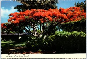 Postcard - The Flame Tree in Hawaii