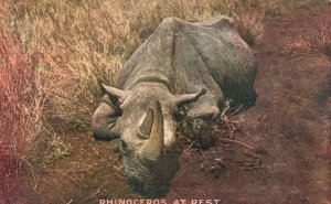 Vintage Postcard 1910s Rhinoceros at Rest Most Dangerous Animal in African Wilds