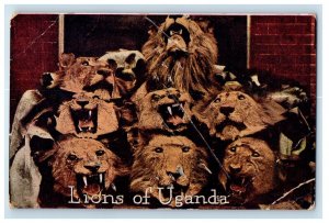 c1910's Lions Of Uganda Zoological Paradise Teddy Roosevelt Tour Postcard 