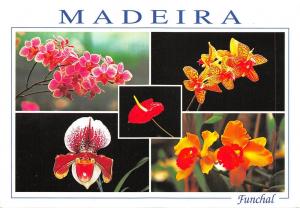 BF913 Madeira fower fleur  Portugal