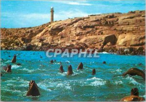 Postcard Modern Punta del Este (Uruguay) Isla de Lobos