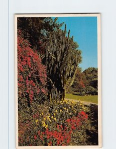 Postcard Bougainvillea and Flowering Pipe Organ Cactus Sunken Gardens Florida