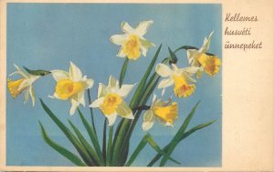 Easter greetings postcard flower Hungary