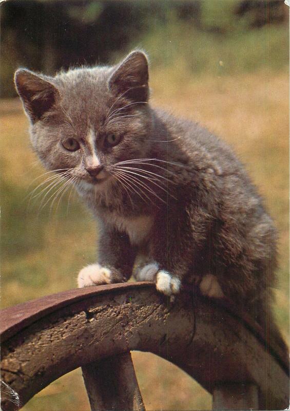 Pipkin mouse catcher cat postcard