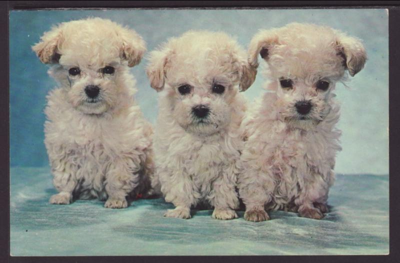 Three Puppies Postcard