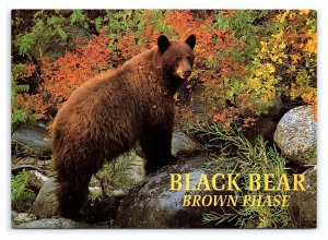 Black Bear Brown Phase Postcard Continental View Card
