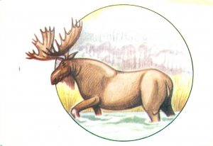 B587 Moose or elk (Alces alces) postcard