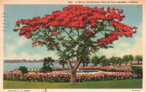 Vintage Postcard 1936 Royal Poinciana Tree In Full Bloom Flower Garden Florida