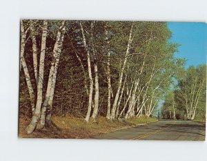 Postcard Beautiful white birches USA