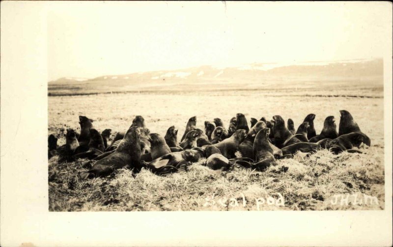 Group or Pod of Seals JHLM Real Photo Postcard #2