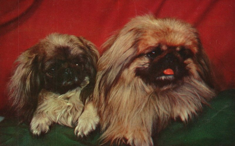 Vintage Postcard Two Pekingese Royal Dog of China Peke