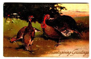 Postcard Thanksgiving Greetings Wild Turkeys Embossed PFB Germany 1913 Vintage