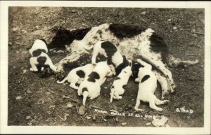 Mother Dog Litter of Puppues Nursing Spaniel? Real Photo Postcard