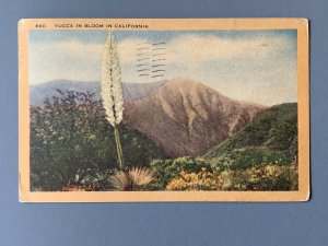 Yucca In Bloom CA Floral Litho Postcard A1142084124