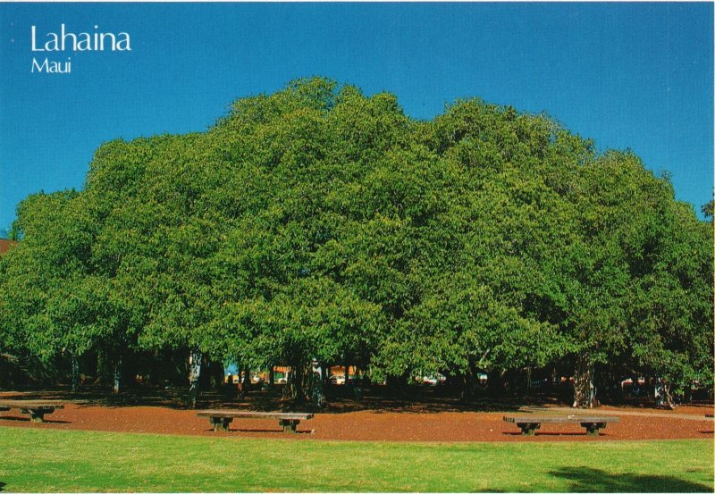 Vintage Postcard Banyan Tree Largest Tree Lahaina Maui Hawaii