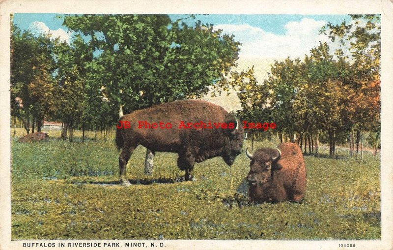 ND, Minot, North Dakota, Riverside Park, Buffaloes, 1925 PM, Curteich No 104366