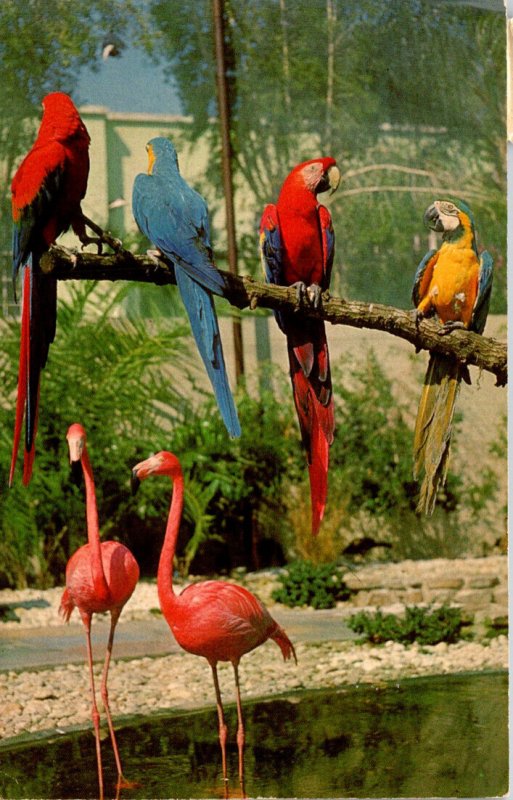 Florida St Petersburg Sunken Gardens Macaws and Flamingos In The Aviary 1969