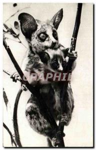 Postcard Modern Monkey Lemurien