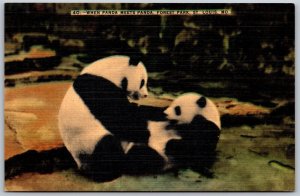 Vtg St Louis Missouri MO Happy & Pan Pei Panda Bear Forest Park Zoo Postcard