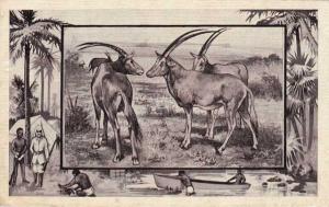 Antelope - Africa Animal - Copyright 1909 M J Mintz of Chicago - DB