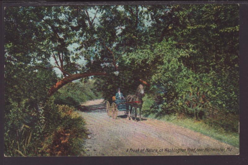 Horse Carriage,Washington Road,Near Westminster,MD Postcard