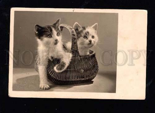 014414 Charming KITTENS in Basket Vintage AMAG PHOTO PC