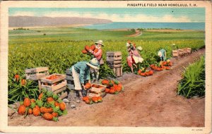 Pineapple Field Near Honolulu,HI