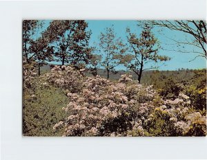 Postcard Mountain Laurel, Pennsylvania's State Flower, Pennsylvania