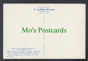 Birds Postcard - Egyptian Goose SW3907