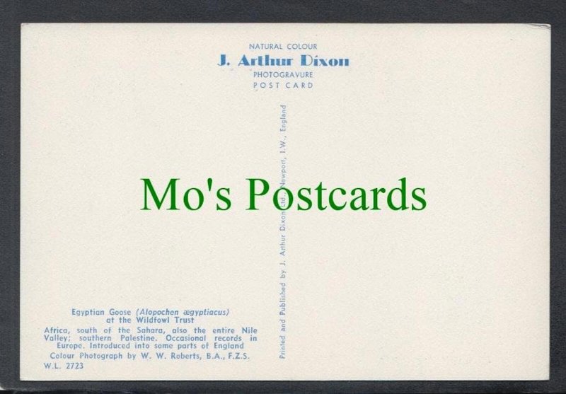 Birds Postcard - Egyptian Goose SW3907