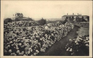 Nantucket Massachusetts MA Homes & Hydrangias Sccarce Marshall Gardiner PC