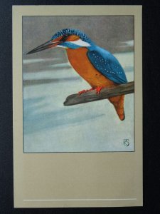 Bird Theme KING FISHER c1950s Postcard by P. Sluis Series 10 No.119
