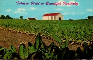 Tobacco Field In Beautiful Kentucky