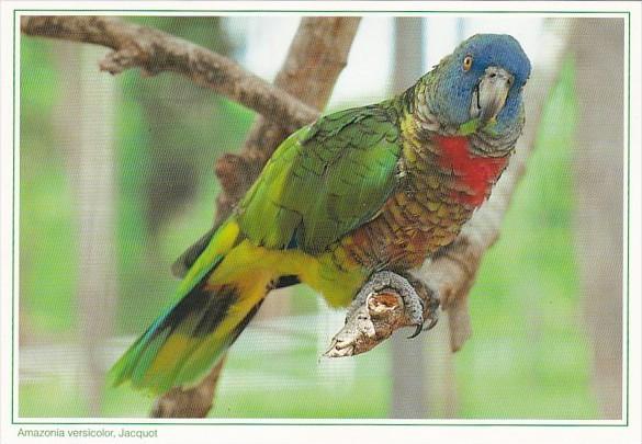 Martinique Amazonia versicolor Jacquot