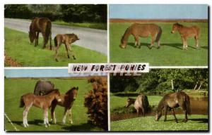 Postcard Old New Forest Ponies Pony