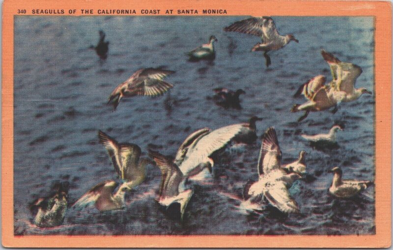 USA Seagulls Of The California Coast At Santa Monica Linen Postcard 09.46