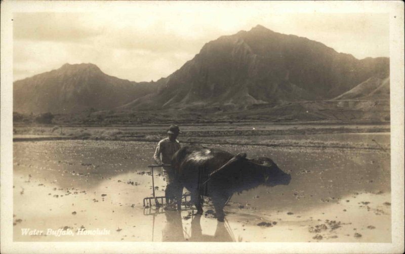 Honolulu Hawaii HI Water Buffalo Farmer Real Photo Postcard