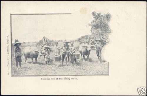 siam thailand, BANGKOK, Natives Paddy Fields (ca. 1899)