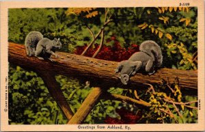 Squirrels Eating Nuts on Branch, Greetings from Ashland KY Vintage Postcard Q57