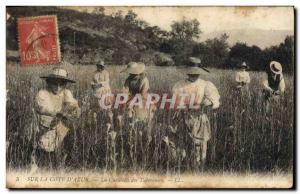 Old Postcard picking tuberous Cote d & # 39Azur