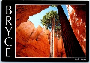 Douglas Firs In Wall Street-Navajo Loop, Bryce Canyon National Park - Utah