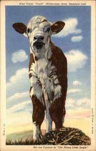 Texas West Texas Dogie Hereford Calf Curious & Cute c1930-50sVintage Postcard