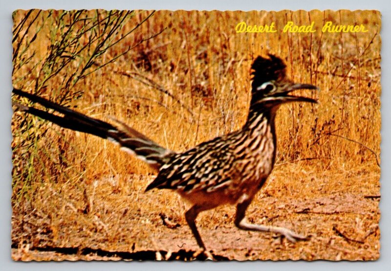 Desert Road Runner Clown Of The West Arizona Vintage Unposted Postcard