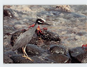 Postcard Yellow-Crowned Night Heron Bird