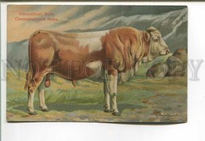 485310 RUSSIAN BUNGART Simmental bull Vintage BAGGOVUT postcard